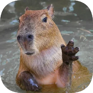Sticker Капибарность @Capybaraness - 4