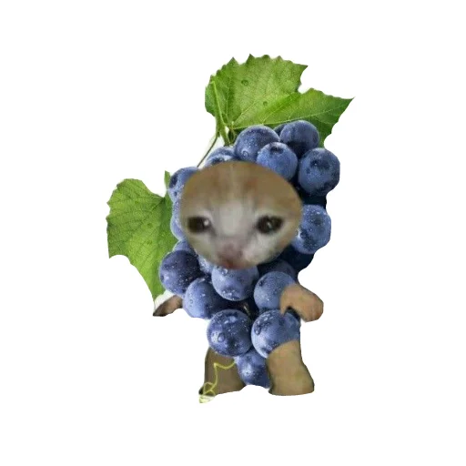 Стикер CarFood1 - 1