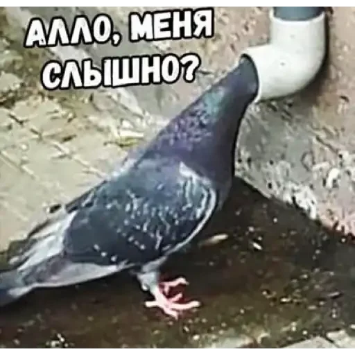 Sticker CarsHuyars - 1