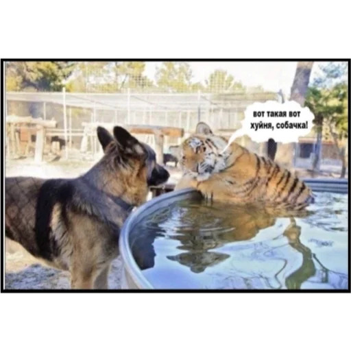 Sticker CarsHuyars - 1