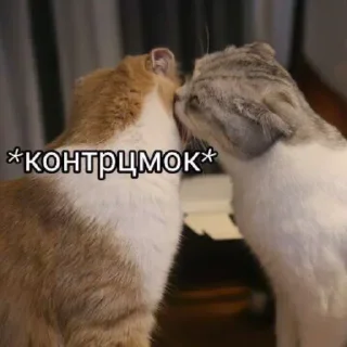 Стикер Лучшие стикеры—@lovesticers - 8