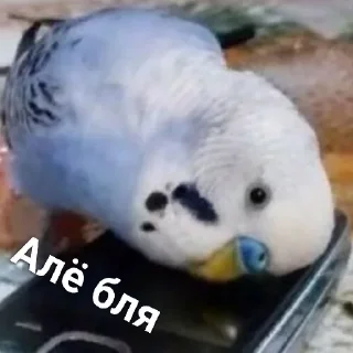 Стикер Лучшие стикеры—@lovesticers - 0