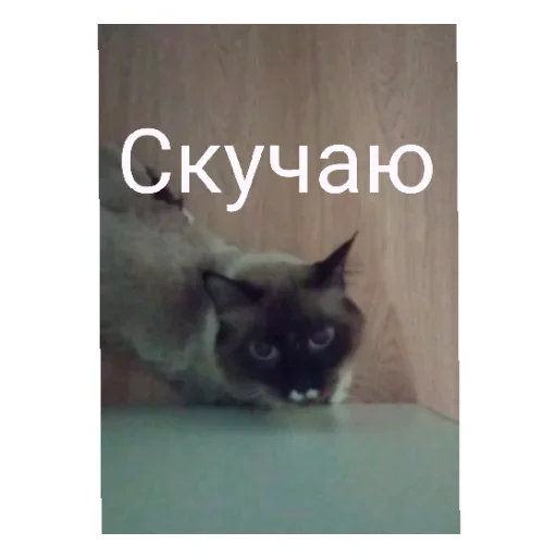 Лучшие стикеры—@lovesticers - 