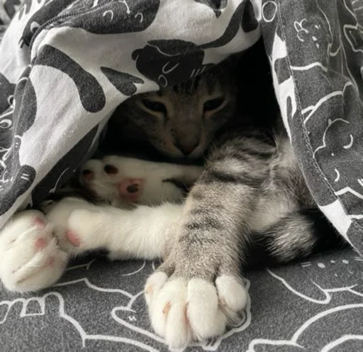 Стикер CatAlbert - 1