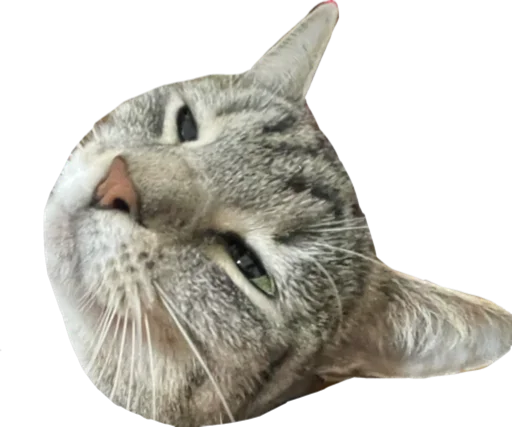 Sticker CatAlbert - 1