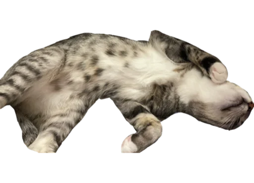 Sticker CatAlbert - 1