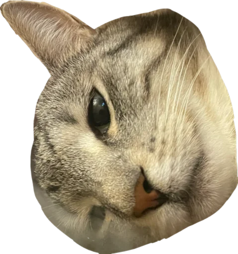 Sticker CatAlbert - 1