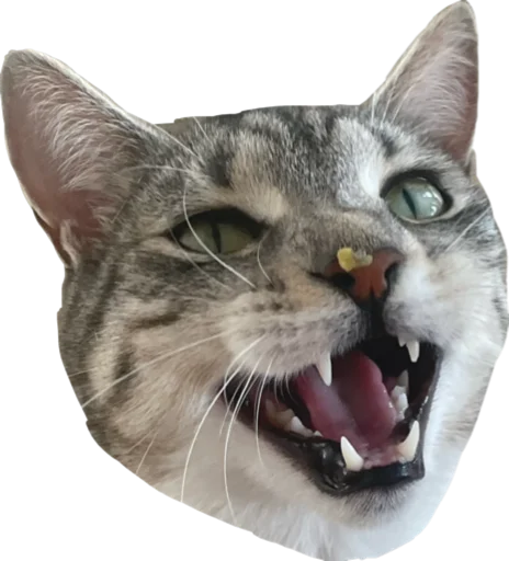 Стикер CatAlbert - 1