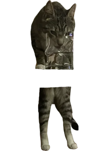 Sticker CatAlbert - 1