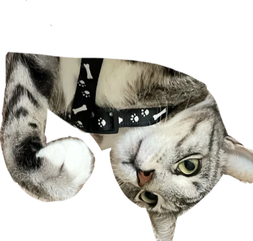 Sticker CatAlbert - 1