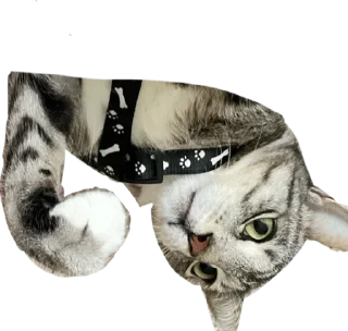 Стикер Альберт 2.0 - 0