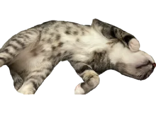 Стикер Альберт 2.0 - 11