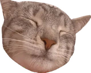 Стикер Альберт 2.0 - 3