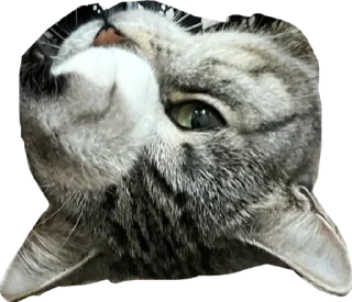 Стикер Альберт 2.0 - 8