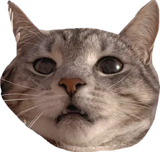 Стикер Альберт 2.0 - 7