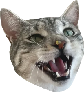 Стикер Альберт 2.0 - 5