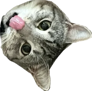 Стикер Альберт 2.0 - 10