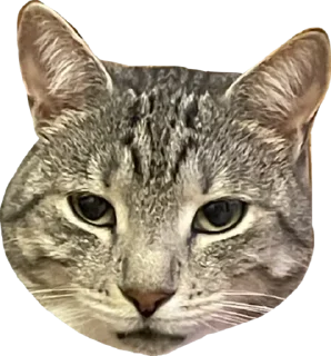 Стикер Альберт 2.0 - 9