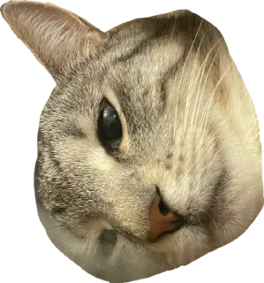 Стикер Альберт 2.0 - 6