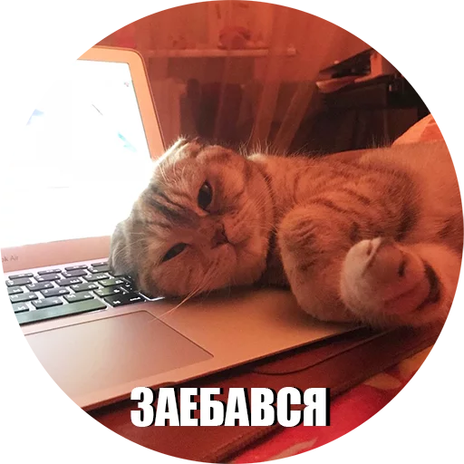 Sticker CatEris - 11