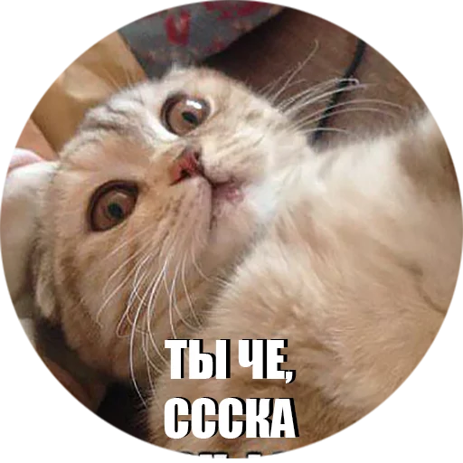 Sticker CatEris - 10