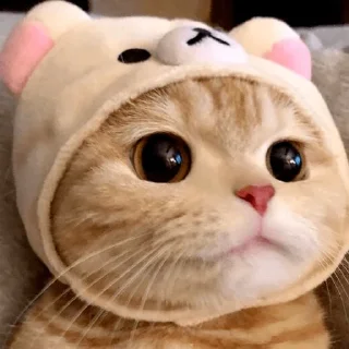 Sticker Котабрь - 1