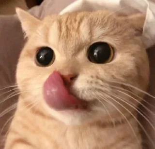 Sticker Котабрь - 6