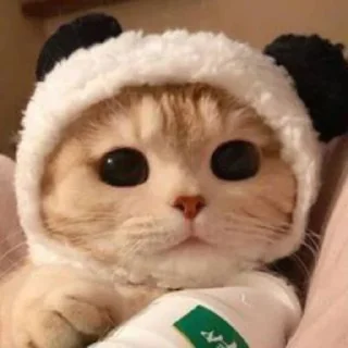 Sticker Котабрь - 3