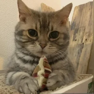 Sticker Котабрь - 2