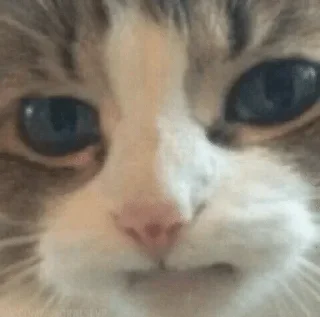 Sticker Котабрь - 4