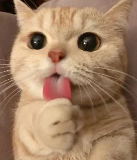 Sticker Котабрь - 9