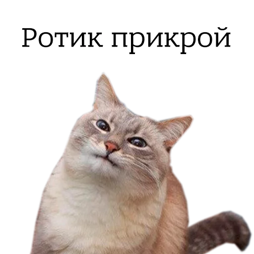 животное кошка млекопитающее