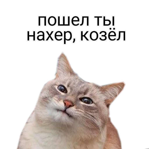 животное кошка млекопитающее