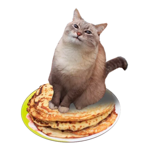 животное кошки малого и среднего размера пища