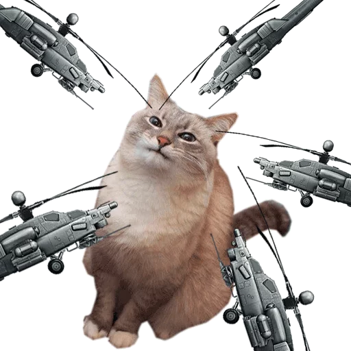 кошка животное