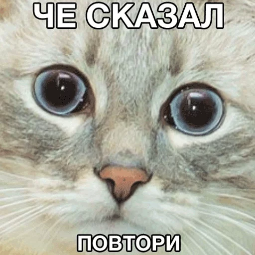 животное млекопитающее кошка