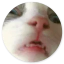 Стикер Cat Meow 2 - 7