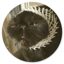 млекопитающее кошки малого и среднего размера животное