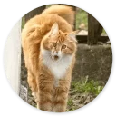 животное млекопитающее кошки малого и среднего размера