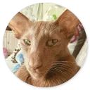 Стикер Cat Meow 2 - 5