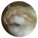 Стикер Cat Meow 2 - 0