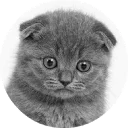 животное млекопитающее кошка