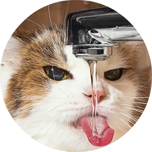 Котики и Кошечки @TuristasTV - 