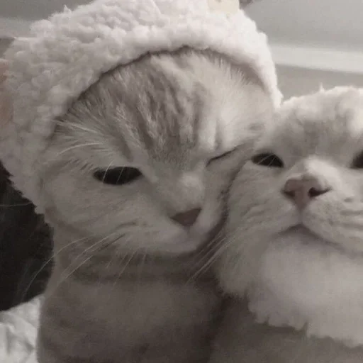 Стикер CatSbor - 1