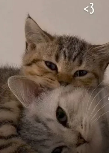 Стикер CatSbor - 1