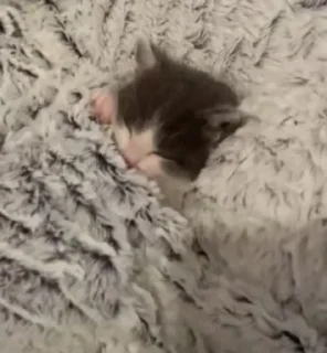 Стикер Ты Котик @SbornikStickers - 1