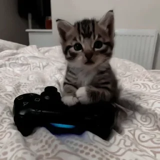 Стикер Ты Котик @SbornikStickers - 7