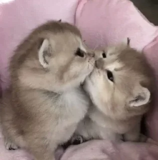 Стикер Ты Котик @SbornikStickers - 5