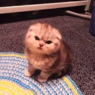 Стикер Ты Котик @SbornikStickers - 0