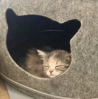 Стикер Ты Котик @SbornikStickers - 10